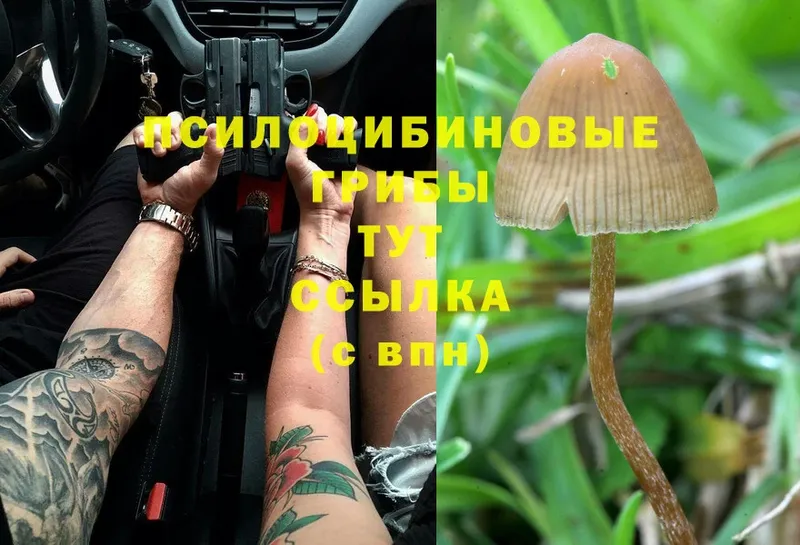 нарко площадка как зайти  Кинель  Галлюциногенные грибы Magic Shrooms  blacksprut маркетплейс 